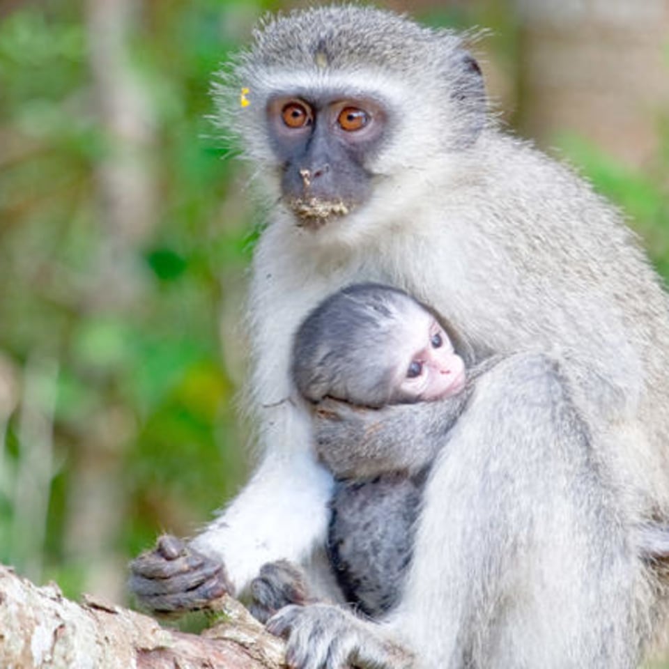 Südafrika - Entlang der Garden Route zu den Big Five
